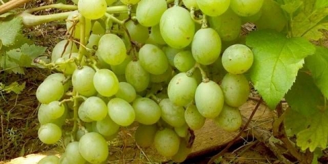 Sorta grožđa poklon zaporožja: fotografija i opis